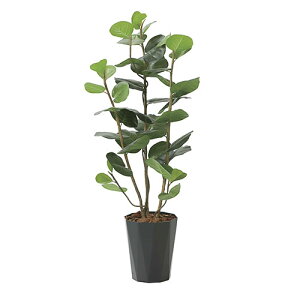 yő1~N[|11/20-26z V[O[v ̊y 125cm G}  tFCNO[ CeA Mtg  X JXj A[gO[ L R ItBX Y 2243A290-50