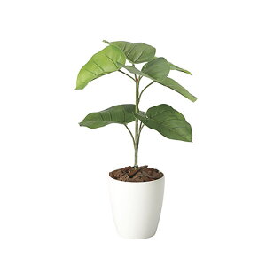 yő1~N[|11/20-26z Ex[^ ̊y 60cm G}  tFCNO[ CeA Mtg  X JXj A[gO[ L R ItBX Y 2292A150-51