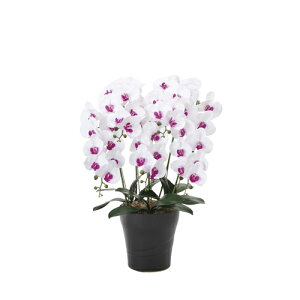 yő1~N[|11/4-10z Ӓ 5{ 50×s45×74cm lHA G}  CeAO[ j p 蕨 CeA   876A240-69