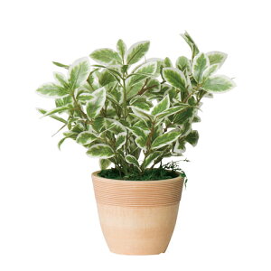 ySSP5{12/5 13-15&ő1~N[|12/4-10z tFCNO[ ~j[tG/W 200×s200×210mm G} A[gO[ lHϗtA ϗtA  CeA X HX i 