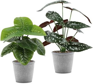 lHϗtA tFCNO[ xSjA 2Zbg 30cm  CeA e[u   rO I ItBX  t Mtg