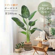 観葉植物 大型 フェイクグリーン オーガスタ 南国風 H180cm 鉢付き リーフ インテリアグリーン 人工樹木 …