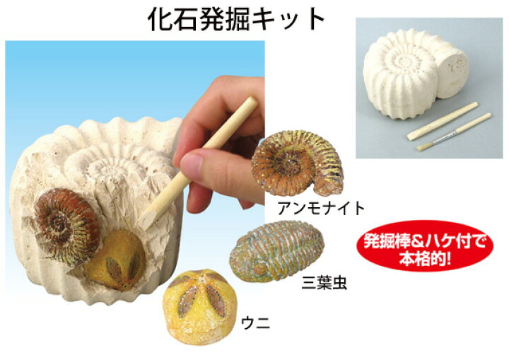 楽天市場 化石発掘キット アンモナイト 三葉虫 ウニ レプリカ 自由研究 体験 科学 工作キット 小学生 クリスマスプレゼント ルーペスタジオ