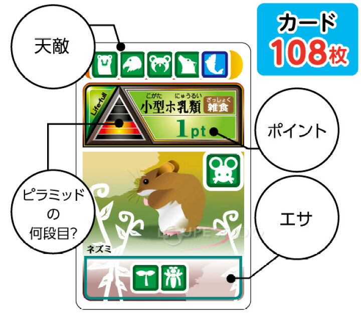 楽天市場 食物連鎖カードゲーム 理科 観察 工作 実験 小学生 学校教材 教材 学習 知育玩具 おもちゃ 宿題 自由研究 生態系 学習 勉強 カードゲーム 小学生 お受験 中学受験 学習教材 室内 キット ルーペスタジオ