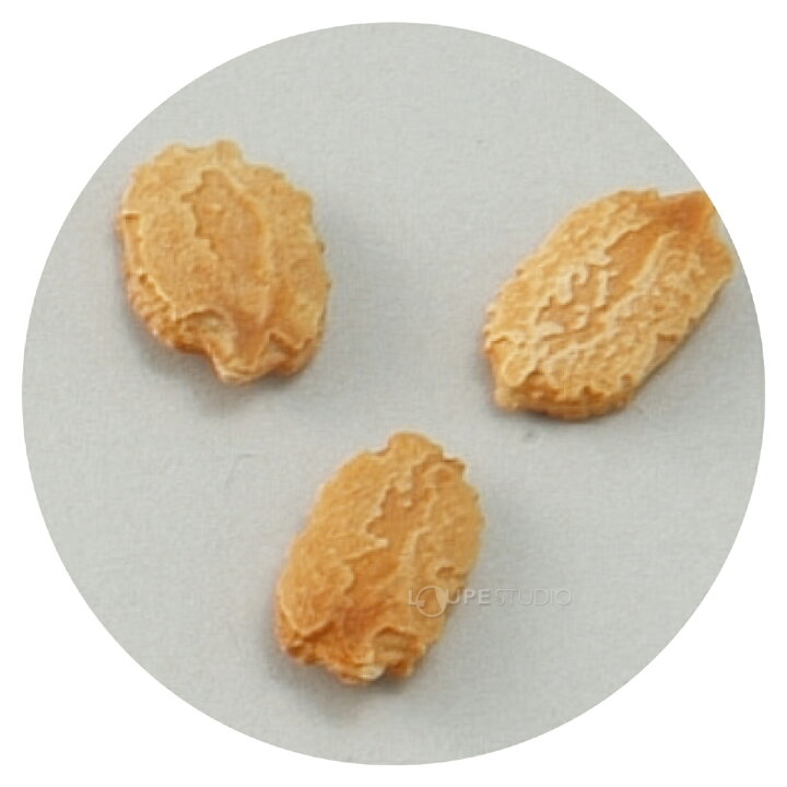 楽天市場 野菜の種 ツルレイシ 苦瓜 ゴーヤ にがうり ニガウリ 種 栽培 子供 キッズ 学習教材 理科 自由研究 家庭菜園 野菜作り 夏野菜 ルーペスタジオ