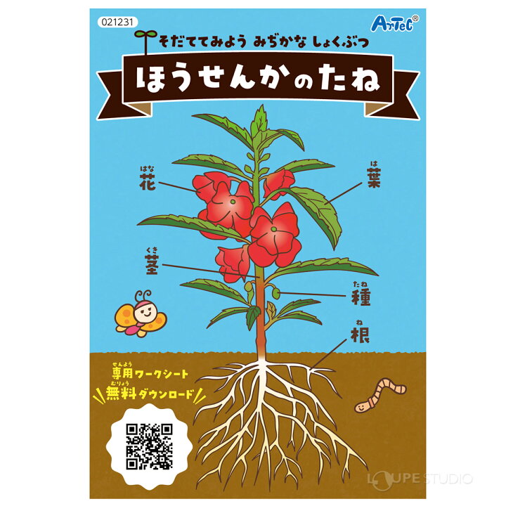楽天市場】ホウセンカの種 幼保教材 種子 栽培 小学校 理科 観察 家庭 