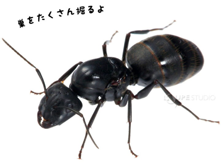 楽天市場 アリの巣 観察キット 子供 自由研究 小学生 キット あり 蟻 飼育セット 実験セット 観察 工作 男の子 昆虫 飼育観察セット 知育 生物 生き物 ルーペスタジオ