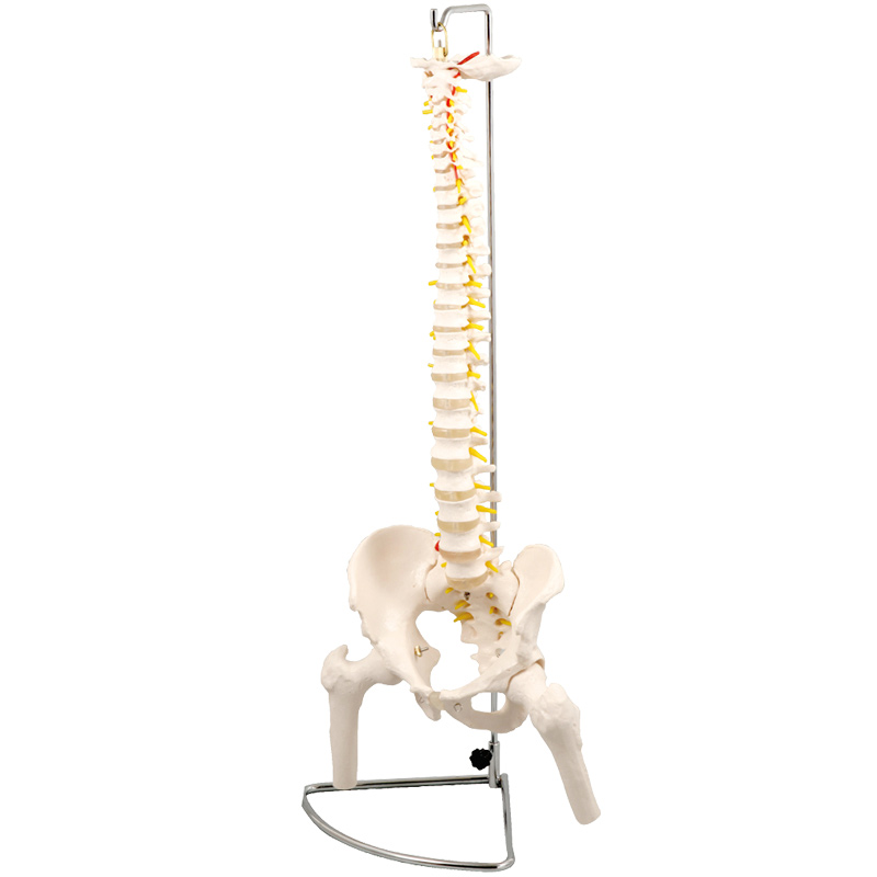 【楽天市場】人体模型 脊柱模型 大腿骨付 実物大 模型 理科 解剖 生物 学校 教材 備品 小学生 中学生 勉強 : ルーペスタジオ