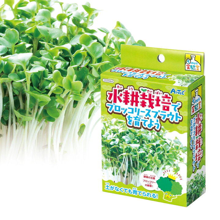 楽天市場 栽培 キット 水耕栽培でブロッコリースプラウトを育てよう 知育玩具 おもちゃ子供 小学生 理科 実験 植物 自由研究 夏休み ルーペスタジオ
