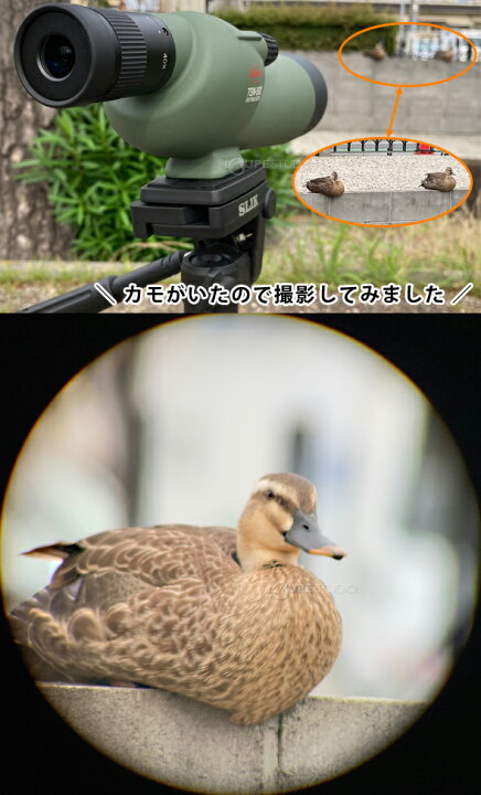 楽天市場】コーワ スポッティングスコープ 50mm スマホ撮影セット TSN 