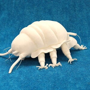 EBOXg_[N^XAXJv^X WHITE TCY:30cm ӂӂ  ӂ ʂ @Mtg 蕨 j v[g a 傫/ CeA