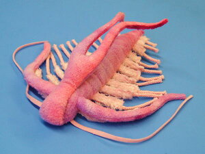 } Marrella TCYF23cm ӂӂ  ӂ ʂ @Mtg 蕨 j v[g a 傫/ CeA