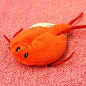 Little Beans JugGr/ԂƂ TCY:9cm ӂӂ  ӂ ʂ @Mtg 蕨 j v[g a 傫/ CeA