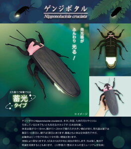 �Q���W�{�^���ʂ������ �T�C�Y:21cm �ق���/�z�^��/�����u/Firefly �ӂ�ӂ� �������� ���ӂ��� �ʂ������ ��������@�M�t�g ���蕨 ���j�� �v���[���g ���a���� �傫��/������ �C���e���A