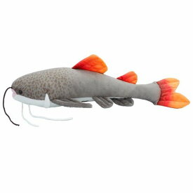 わくわく図鑑 レッドテールキャット サイズ:40cm なまず ナマズ 鯰 Redtail Catfish