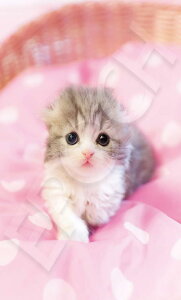 G|bN 108s[X WO\[pY /ybg ˂ ԂȂЂƂ (18.2×25.7cm) 01-074 ̂t wt _t EPOCH