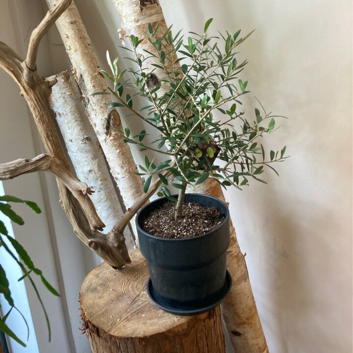 楽天市場 オリーブ オリジナル鉢付き 観葉植物 オリーブ インテリア 植物 スポット おしゃれ ギフト 育てやすい オシャレ プレゼント 敬老の日 Lowergo