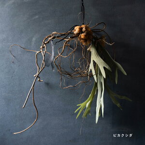 �R�b�g���t�����[�̃��[�X�s�r�J�N�V�_�^�t�F�C�N�O���[����2��ނ��炨�I�т��������܂��t �h���C�t�����[ �v���U�[�u�h�t�����[ �v���[���g �M�t�g �v�`�M�t�g �C���e���A ������� �N