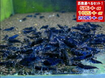 楽天市場】シュリンプ ブラックダイヤの通販