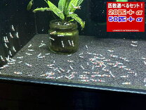 楽天市場】レッドビーシュリンプ 100匹の通販