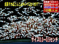楽天市場】レッドビーシュリンプ 100匹の通販