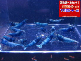 ターコイズ　MATERIAL BLUE　 全て♀確定　5匹＋α