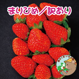 訳あり 規格外 まりひめ いちご 苺農園直送 不揃い 4パック入り 合計1120g以上 和歌山県産 完熟 イチゴ 母の日 ギフト お誕生日 御祝 内祝 プレゼント 甘い