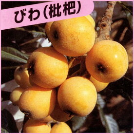 枇杷(びわ)苗木 苗木 13.5cmポット苗 接木1年生