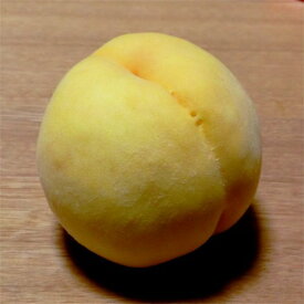 桃 苗木 黄金桃 接木1年生苗