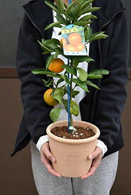 食べれるミカン蜜柑陶器鉢植えみかん鉢植え 食べれる鉢植えみかん 自宅で果樹栽培