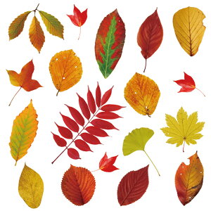 EH[XebJ[ gt [t H t MU3 {  V[ ǎ C hA gC k V[ tH[ CN