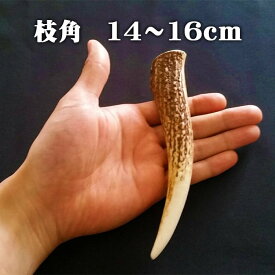 【鹿角】おまかせ 枝角 14cm～16cm 用途自由 ペットおもちゃ、アクセサリー色々。北海道エゾシカつの