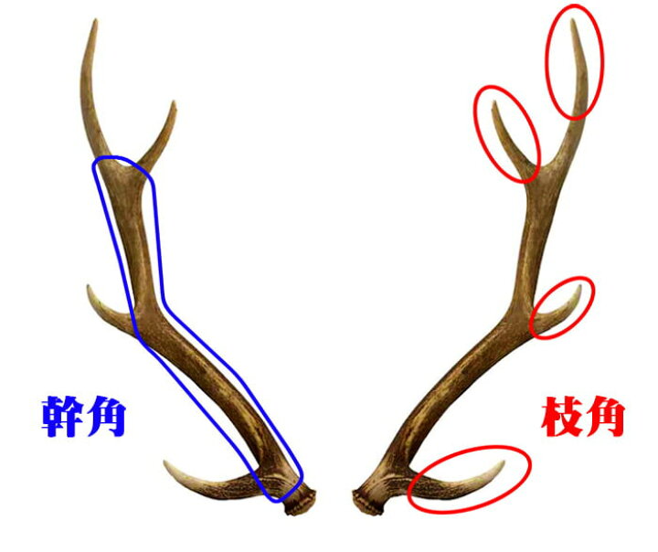 楽天市場】【鹿角】おまかせ 枝角 14cm～16cm 用途自由 ペットおもちゃ  