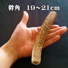 【鹿角】おまかせ 幹角 19cm～21cm 用途自由 ペットおもちゃ、アクセサリー色々。北海道エゾシカつの