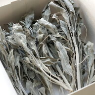 【半額！】ホワイトセージ 国産 日本産 （無農薬・自然栽培）30g 滋賀県産 LUCAS ルカス 浄化 スマッジン…