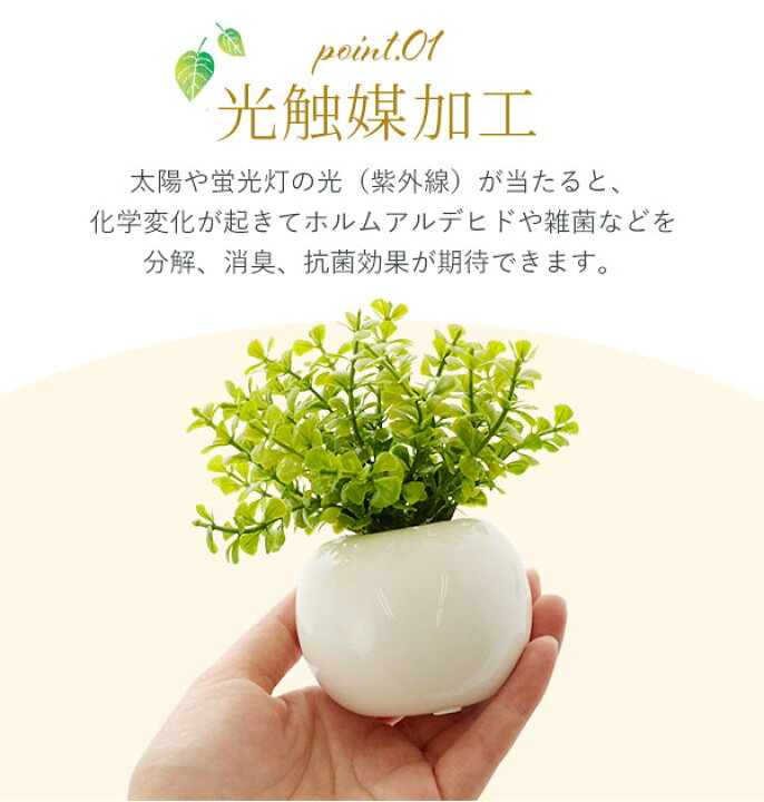 楽天市場】光触媒 観葉植物 定番 リアル 小さめ インテリアグリーン 