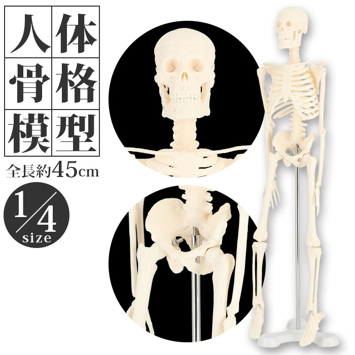 人体骨格模型 等身大 スタンド付き - 模型