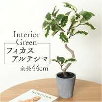 楽天市場】フィカス アルテシマ（人工観葉植物｜造花・人工観葉植物  