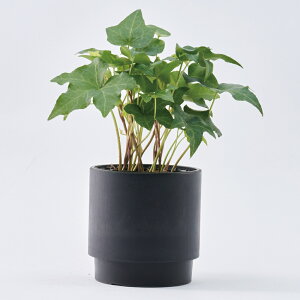 Aؔ vX`bN ی^  Jo[   5 SK Xebv 15.5xH15 v^[ v|bg v^[Jo[ A |bg A  y y ϗtA t[AWg C