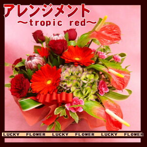 yvwzyČzyԁzyzlC̐ԌnAWgI`tropic red`yz