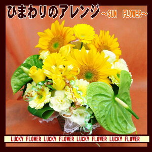 y̓zyЂ܂z@y䒆zyČzЂ܂̃AWgI`SUNFLOWER`yzjELOEayFIWz