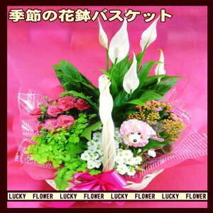 yt̉ԔzyvwzyhV̓zyԔ@oXPbgz{[܂I G߂̉Ԕ̊񂹔oXPbg񂹁Iyzysmtb-TDzysaitamazjELOEj v[g 