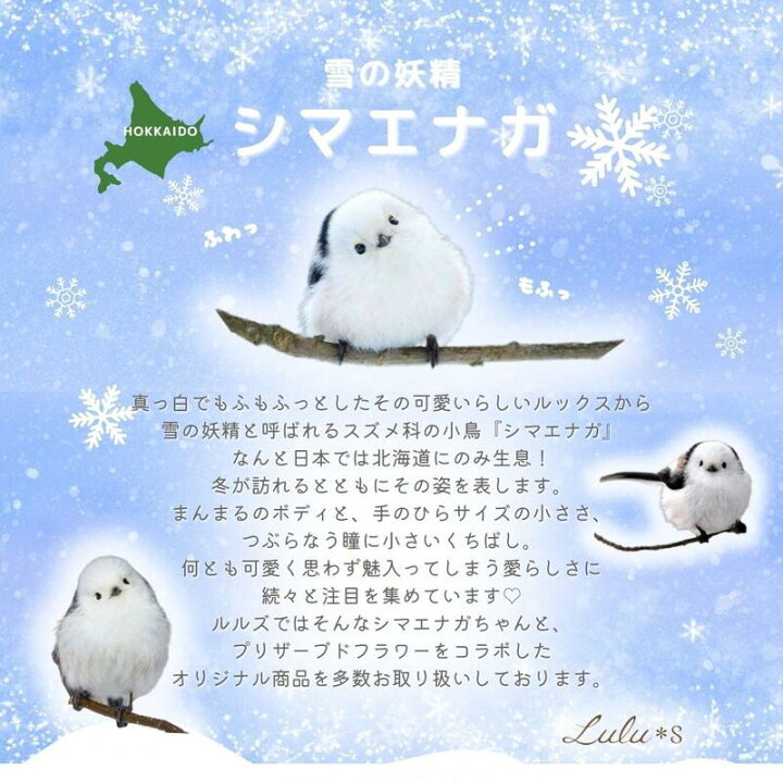 楽天市場】シマエナガ ハーバリウム ウッドフレーム セット 雪 雪の 