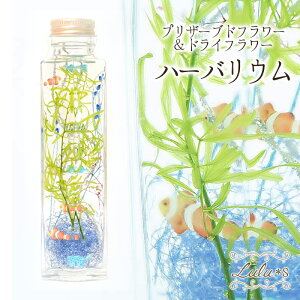 n[oE qJ̕ vU[uht[ hCt[ {gTCY:16cm 5cm s5cm 150ml Lulu's-1428 Lulu's Y ANAE Mы N}m~  