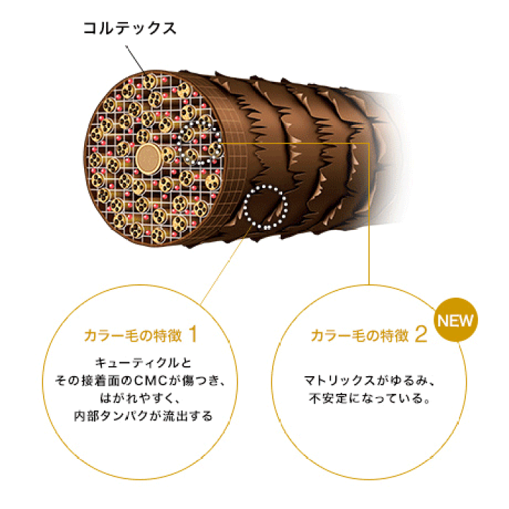 楽天市場】【LUMAXｾｰﾙ！】シュワルツコフ BC KUR カラーセーブ