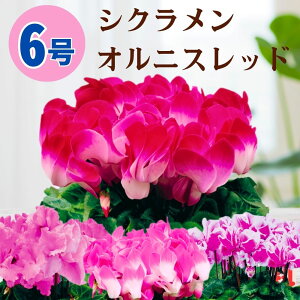 VN IjXbh 6  5 A 5 6 ̔ Mtg Ε Ε a NX}X   ސEj JXj ~ LO LO  ~Mtg j v