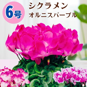 VN IjXp[v 6  5 A 5 6 ̔ Mtg Ε Ε a NX}X   ސEj JXj ~ LO LO  ~Mtg j v