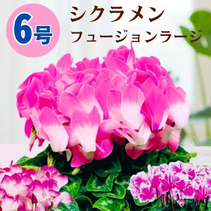 VN t[W[W 6  5 A 5 6  sN 񂹐A A    Mtg Ε Ε a NX}X   ސEj JXj ~ LO