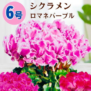 VN }lp[v 6  5 A 5 6 ̔ Mtg Ε Ε a NX}X   ސEj JXj ~ LO LO  ~Mtg j v