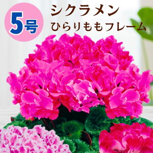 VN Ђt[ 5  6 A 5 6 ̔ Mtg Ε Ε a NX}X   ސEj JXj ~ LO LO  ~Mtg j 